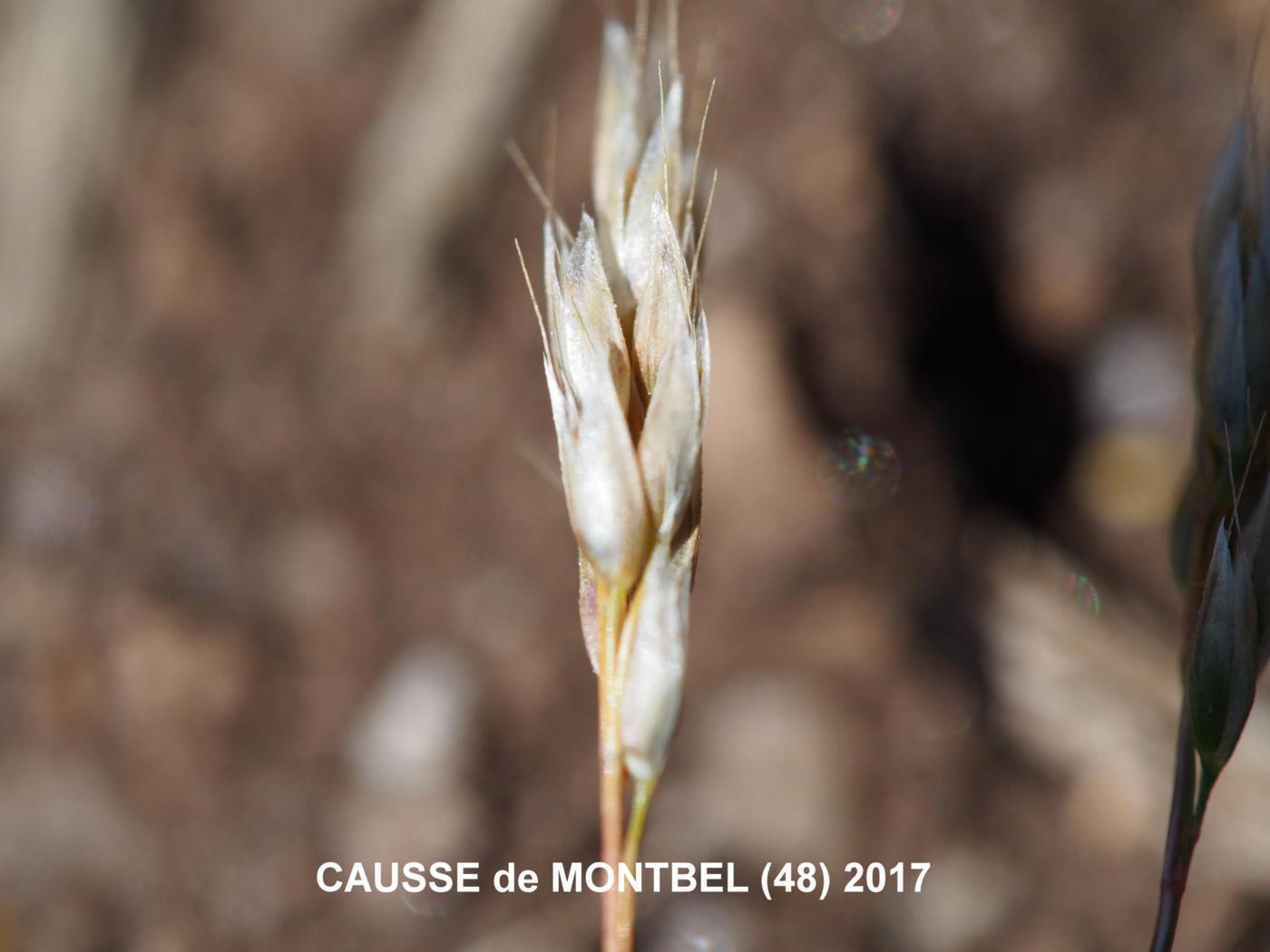 Hair-grass, Early leaf